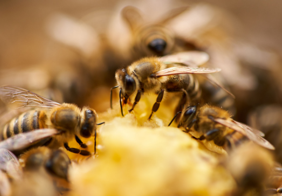 Uma família de abelhas em uma flor coletando néctar para produção de mel orgânico.
