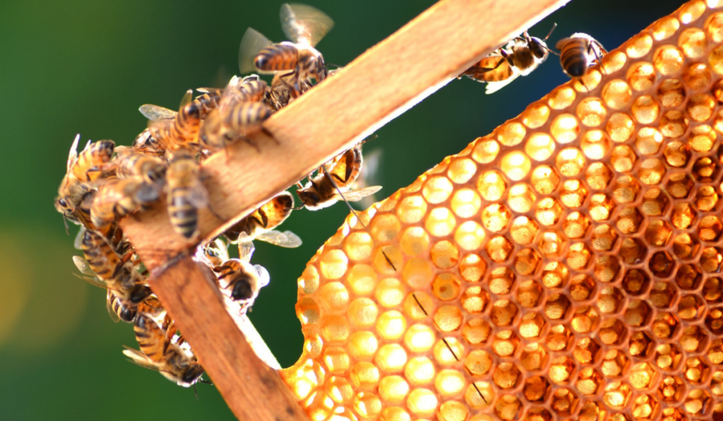 Abelhas produzindo mel orgânico em colmeia sustentável