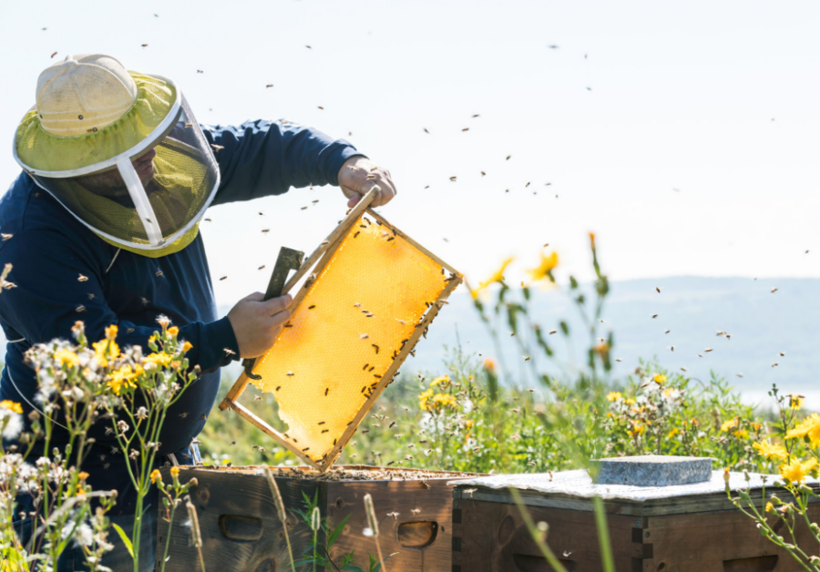  Produtor de mel orgânico em meio a suas colmeias sustentáveis.