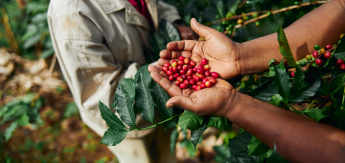 Mãos segurando frutos de café em plantação orgânica.