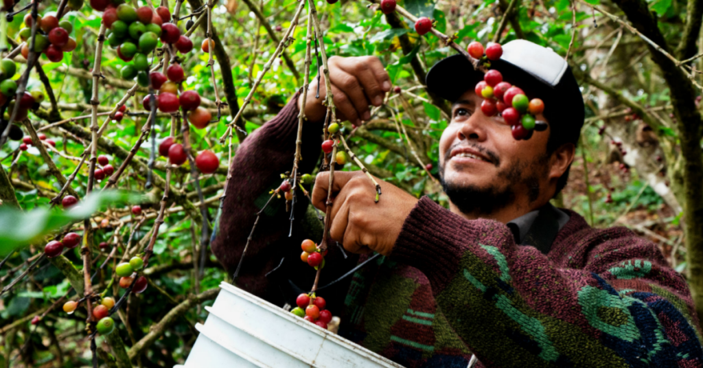 Produtor de café colhendo frutos em plantação orgânica.