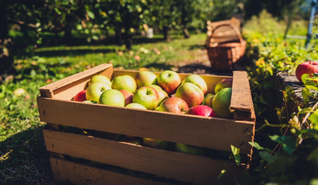 Uma caixa de maçãs frescas está colocada no chão da horta de uma fazenda orgânica, em meio a um ambiente repleto de verde e vitalidade