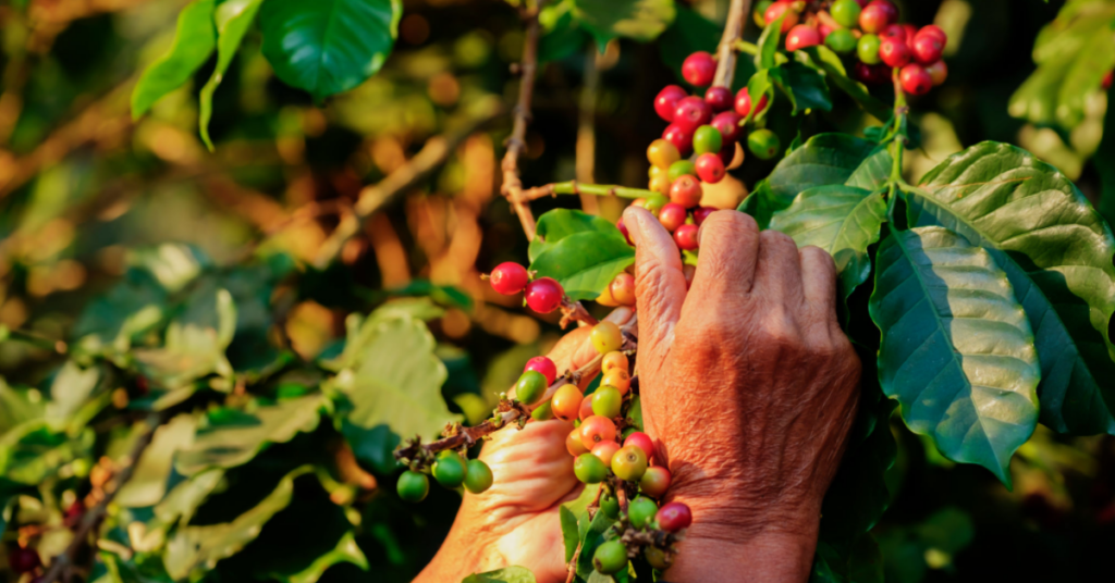 Imagem de uma pessoa colhendo cuidadosamente frutos de café em uma plantação orgânica, representando a conexão com a natureza e a sustentabilidade da produção de café orgânico.