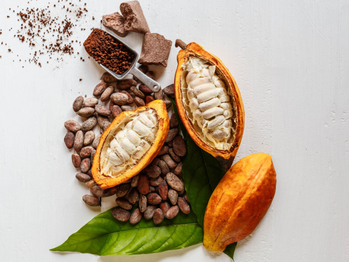 Da Terra ao Sabor: Cacau Orgânico em Cada Pedacinho de Chocolate