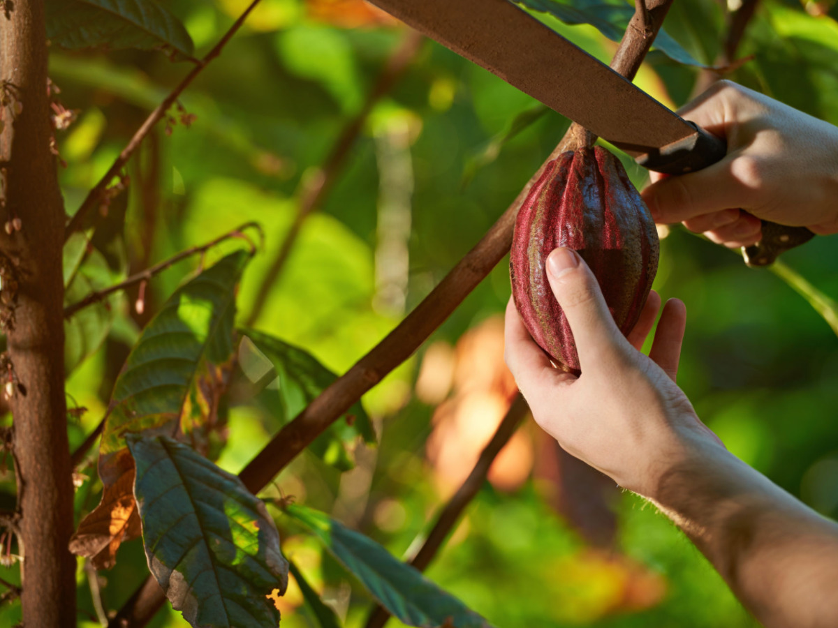  O Cacau Orgânico que Traz Vida ao Nosso Chocolate