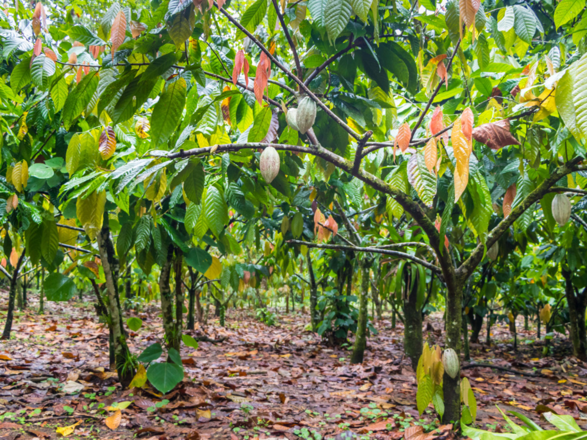 Cacau Orgânico: A Origem do Chocolate Nutritivo