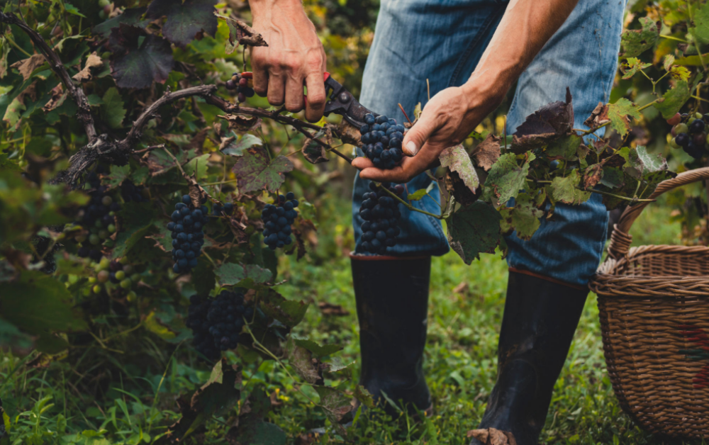 Produtor colhendo uvas orgânicas bordô em plantação saudável.