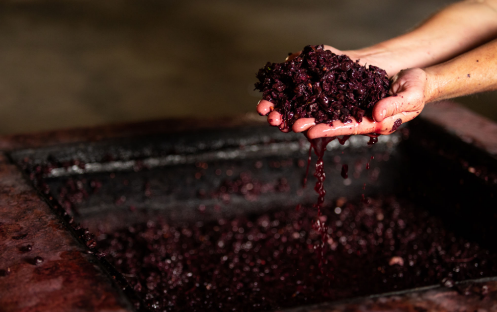 Extração do suco de uvas orgânicas bordô no processo de produção