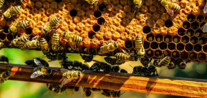 Abelhas trabalhando na produção de mel