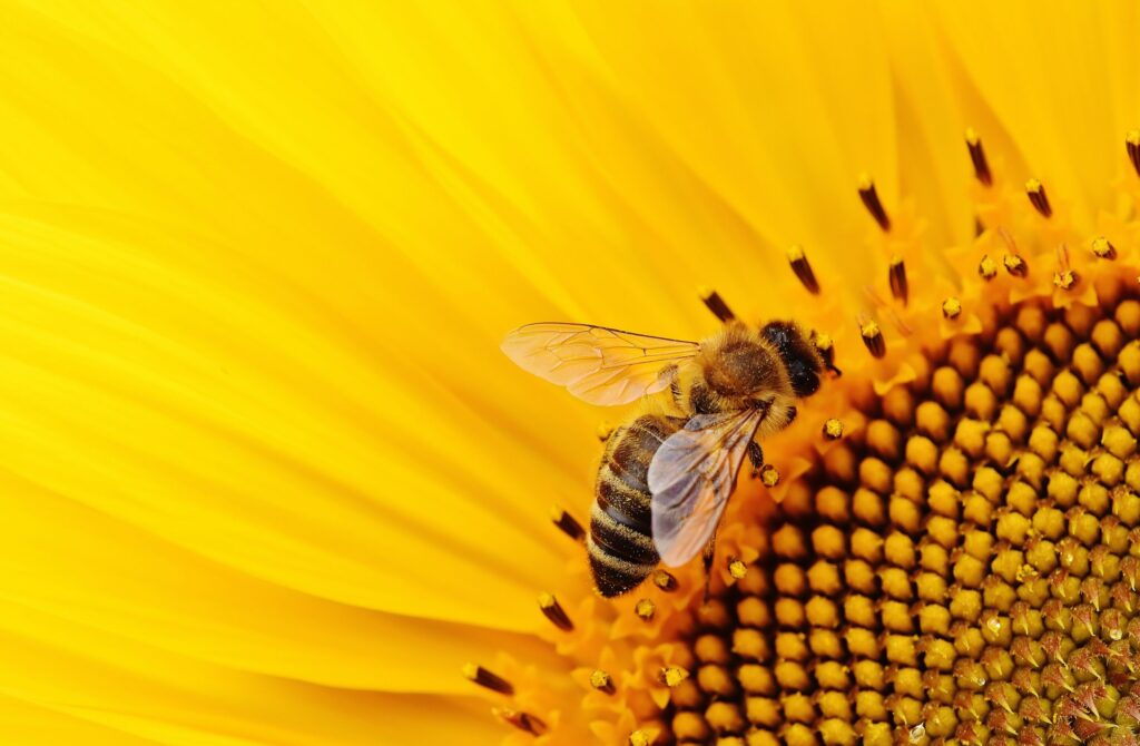 Abelha ocupada colhendo pólen de uma flor