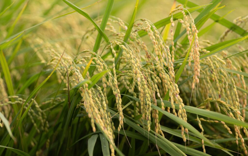  Plantação Orgânica de Arroz Agulhinha - Um cenário exuberante de plantas de arroz cultivadas organicamente.