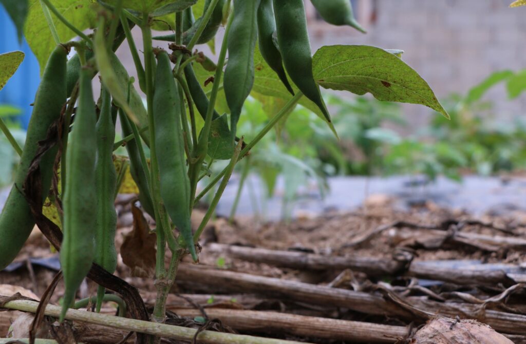 Cultivo Sustentável de Feijão Orgânico - Uma imagem inspiradora de uma plantação de feijão preto cultivado organicamente.
